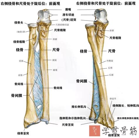 左手前臂